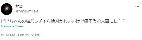 あやぽちゃ　猫